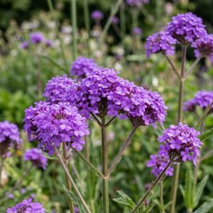 Verbena rigida 'Santos'