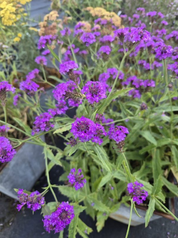 Verbena rigida 'Santos' Verbena rigida 'Santos'