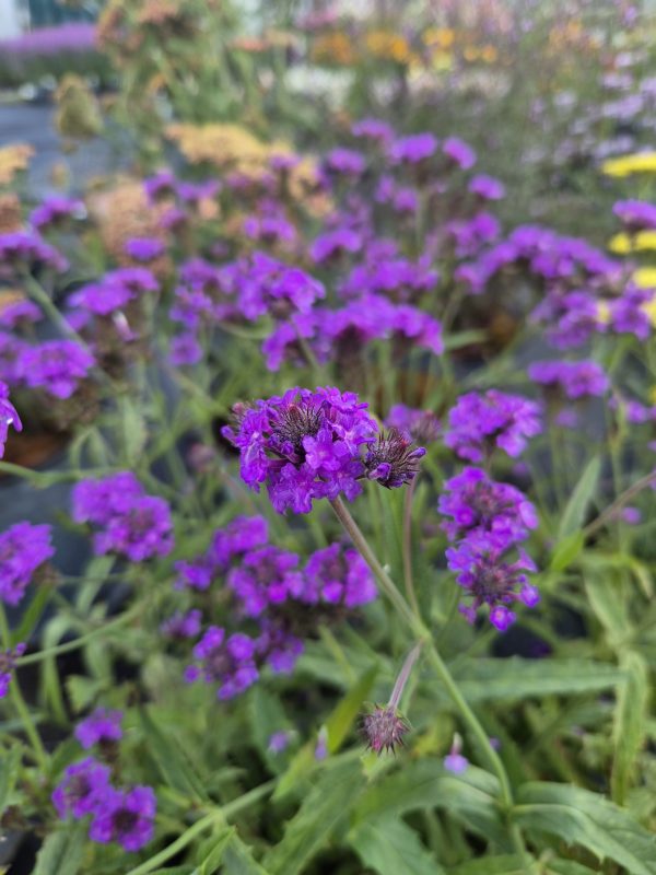 Verbena rigida 'Santos'2 Verbena rigida 'Santos'