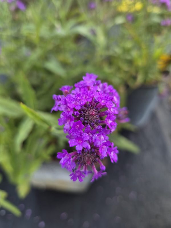 Verbena rigida 'Santos'3 Verbena rigida 'Santos'