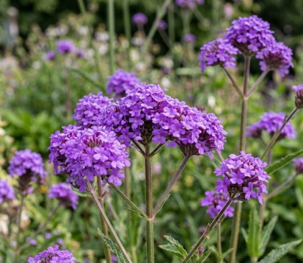 Verbena rigida 'Santos'4 Verbena rigida 'Santos'