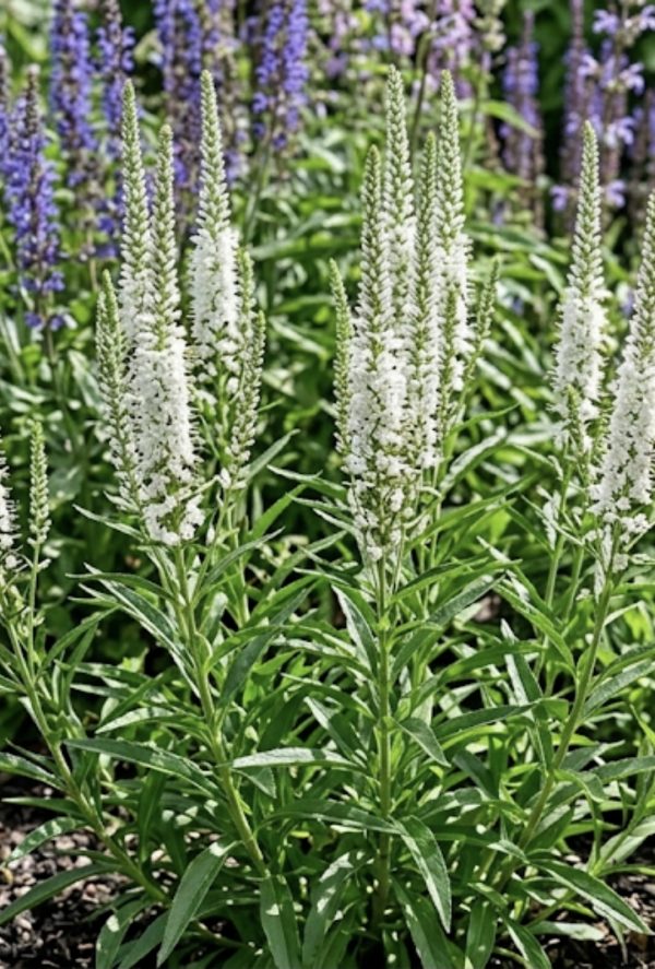 Veronica longifolia 'Alba'