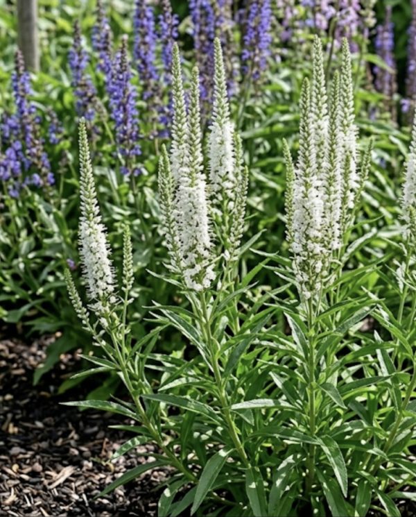 Veronica longifolia 'Alba'
