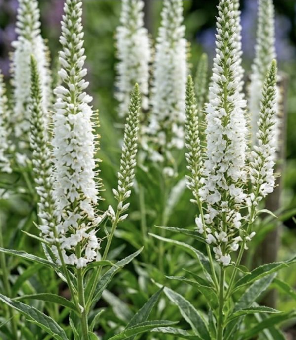 Veronica longifolia 'Alba'