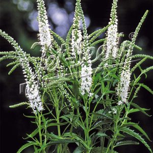 Veronica longifolia 'Alba'