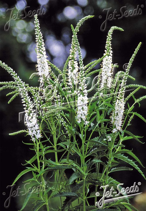 Veronica longifolia 'Alba'