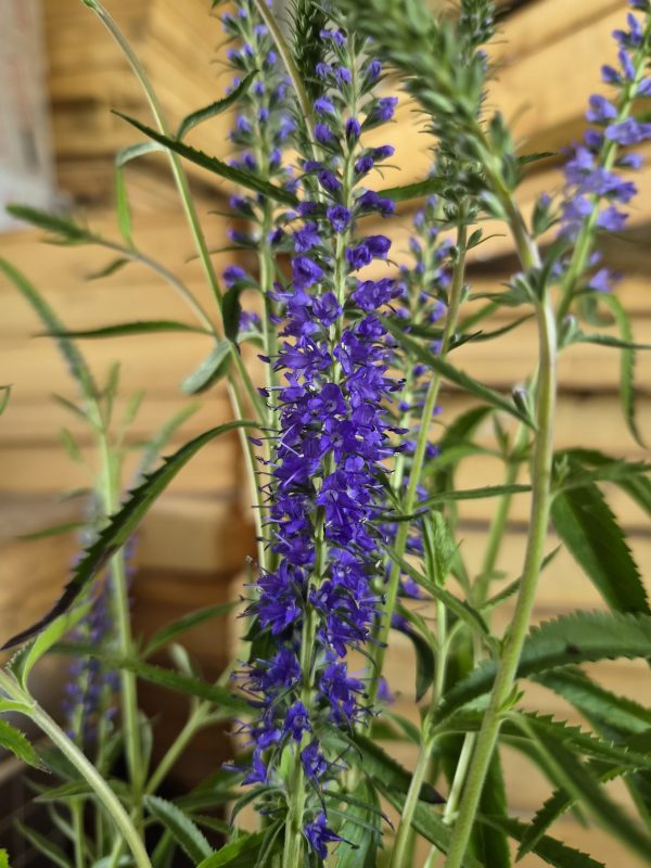Veronica spicata