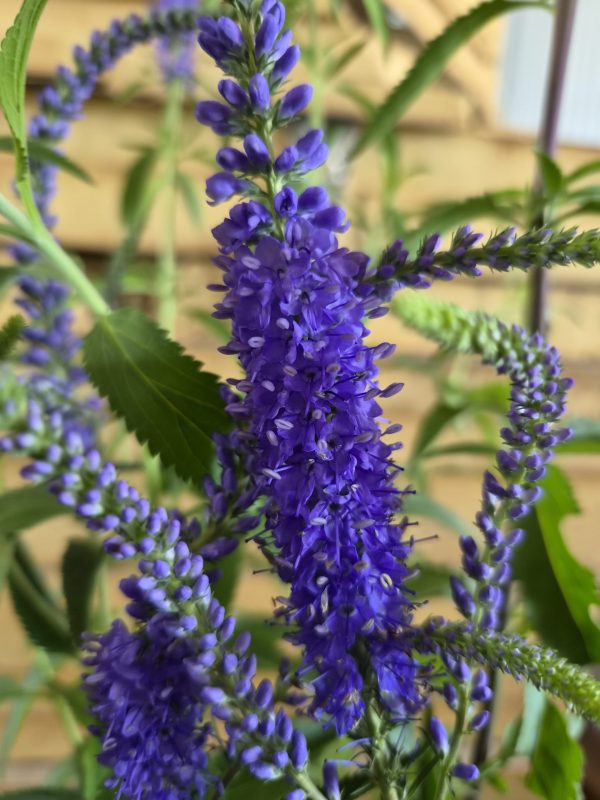 Veronica spicata