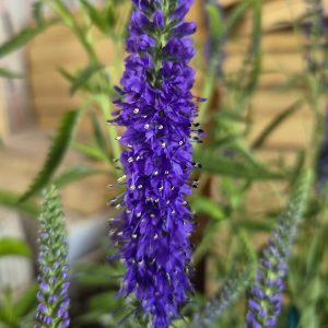 Veronica spicata