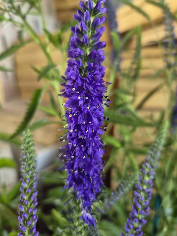 Veronica spicata