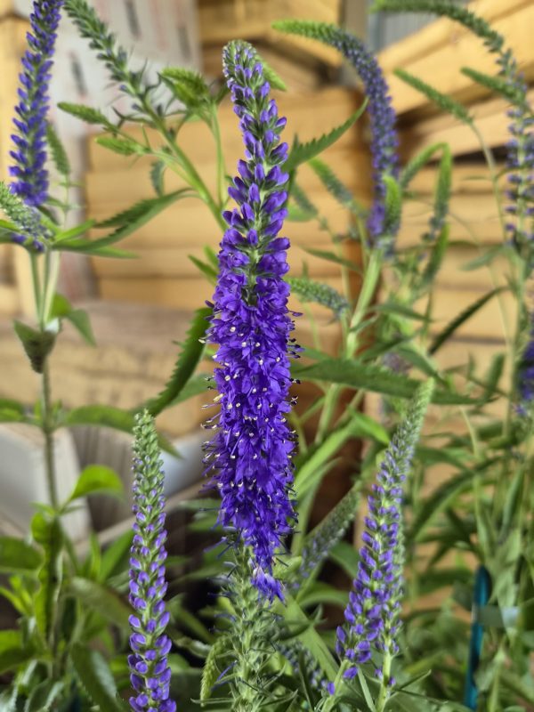 Veronica spicata