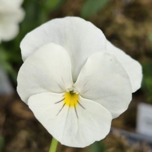 Veronica longifolia 'Alba'