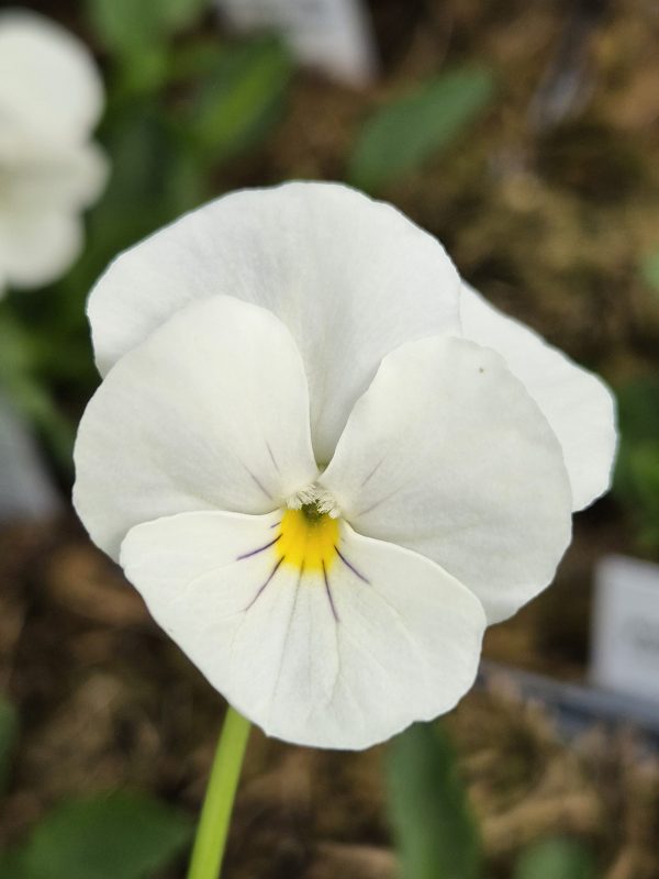 Veronica longifolia 'Alba'
