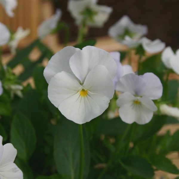 Veronica longifolia 'Alba'