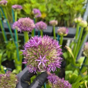 Allium 'Pinball Wizard'