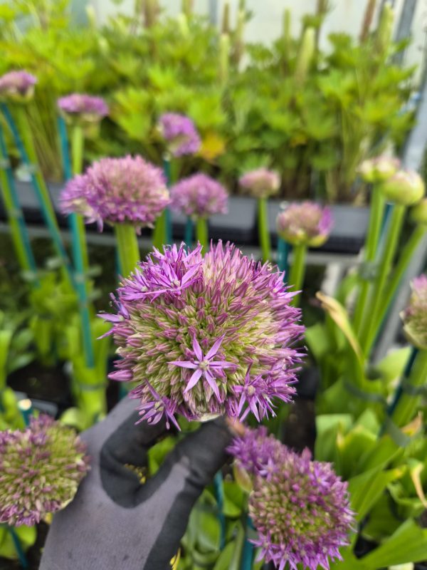 Allium 'Pinball Wizard'