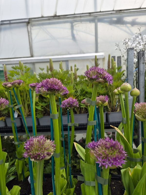 Allium 'Pinball Wizard'