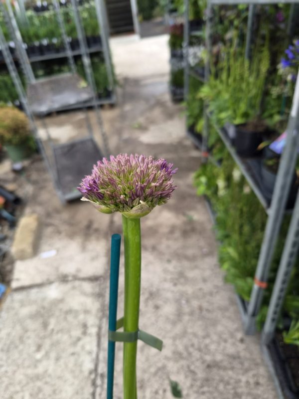 Allium 'Pinball Wizard'