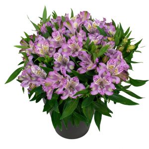 Alstroemeria 'Inca Ocean'