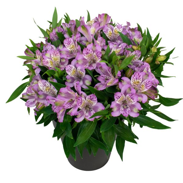 Alstroemeria 'Inca Ocean'