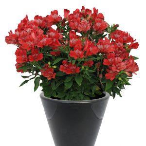 Alstroemeria 'Inca Pepper'