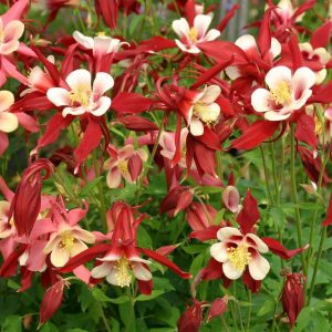 Aquilegia 'Red Hobbit'