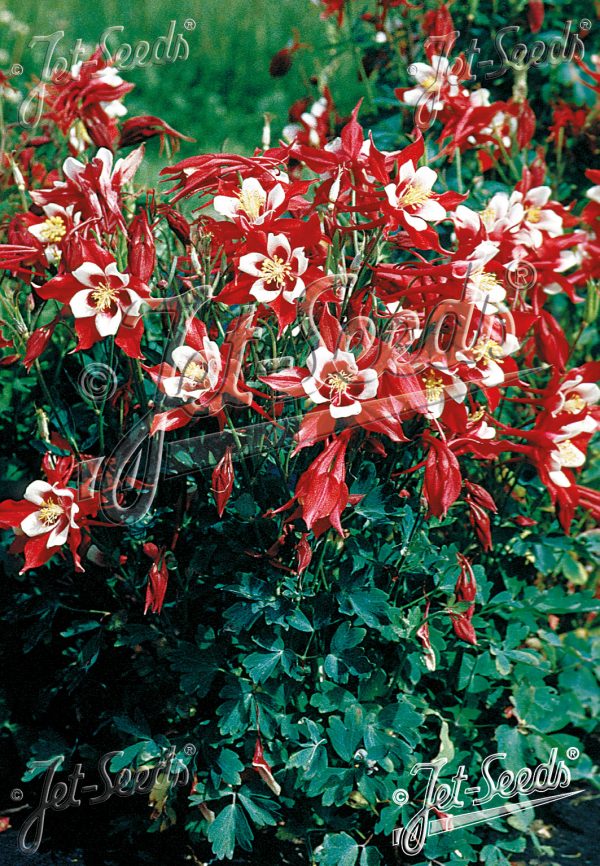Aquilegia 'Red Hobbit'