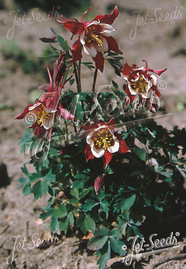 Aquilegia 'Red Hobbit'