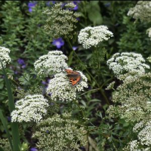 Cenolophium denudatum