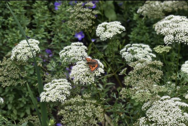 Cenolophium denudatum Cenolophium denudatum