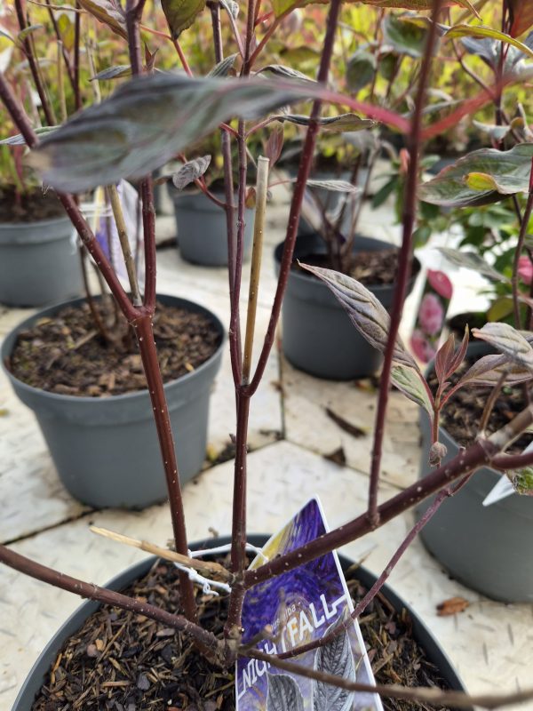 Cornus alba 'Nightfall'