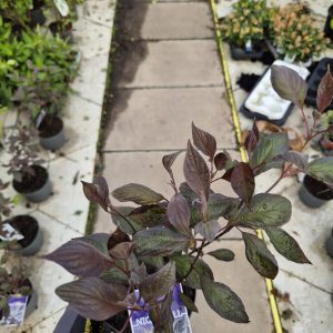Cornus alba 'Nightfall'