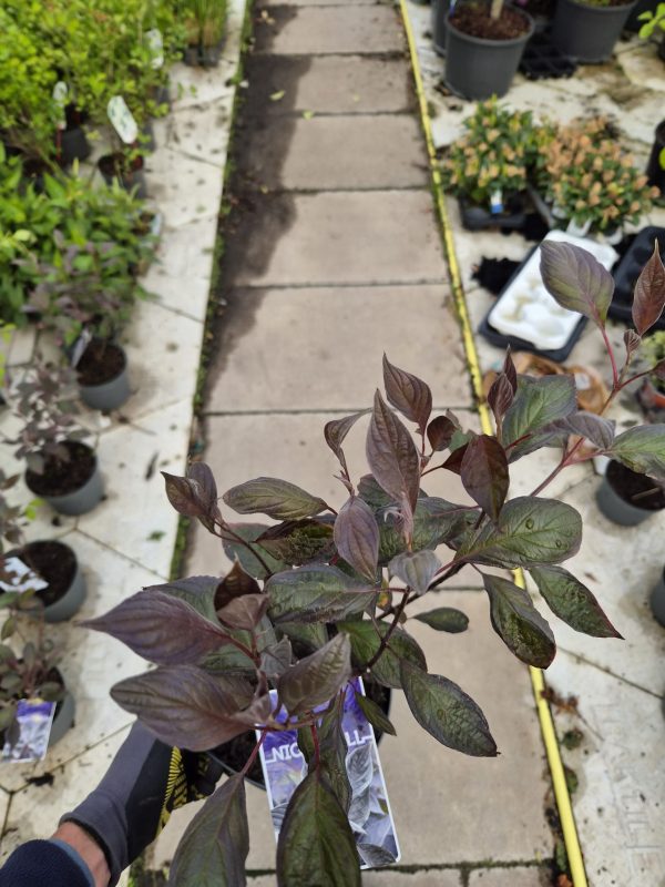 Cornus alba 'Nightfall'