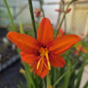 Crocosmia × crocosmiiflora 'Babylon'