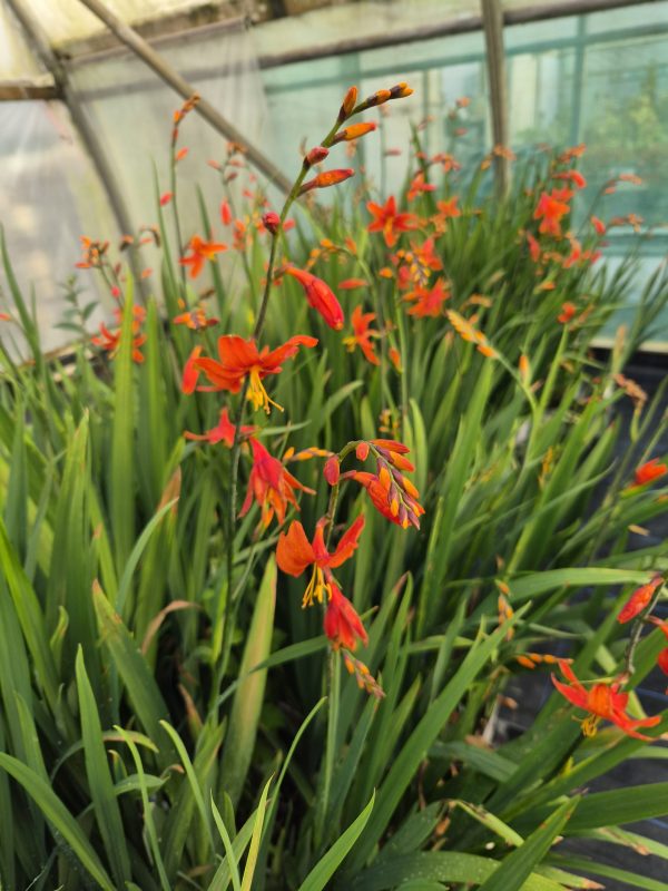 Crocosmia × crocosmiiflora 'Babylon'2