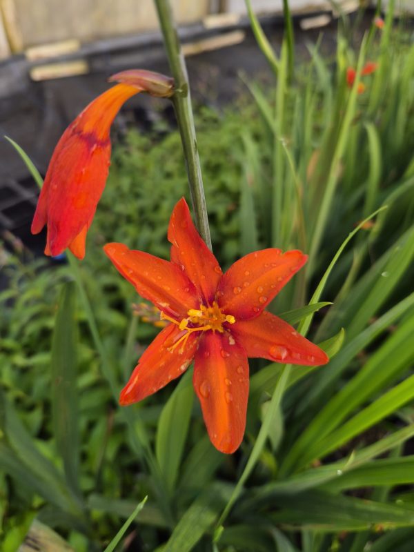 Crocosmia × crocosmiiflora 'Babylon'3