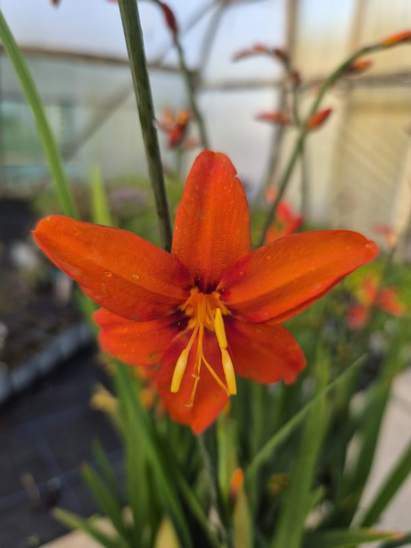 Crocosmia × crocosmiiflora 'Babylon'4