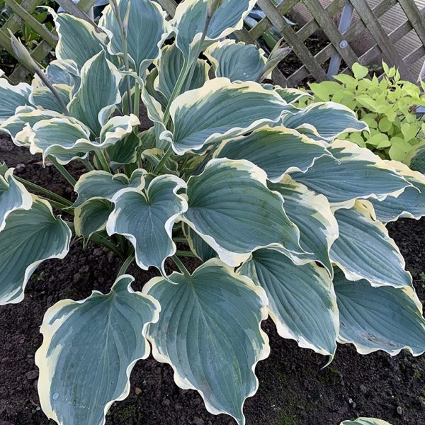 Hosta 'Hope Springs Eternal' Hosta 'Hope Springs Eternal'