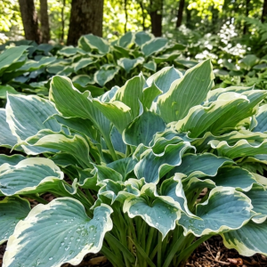 Hosta 'Hope Springs Eternal'