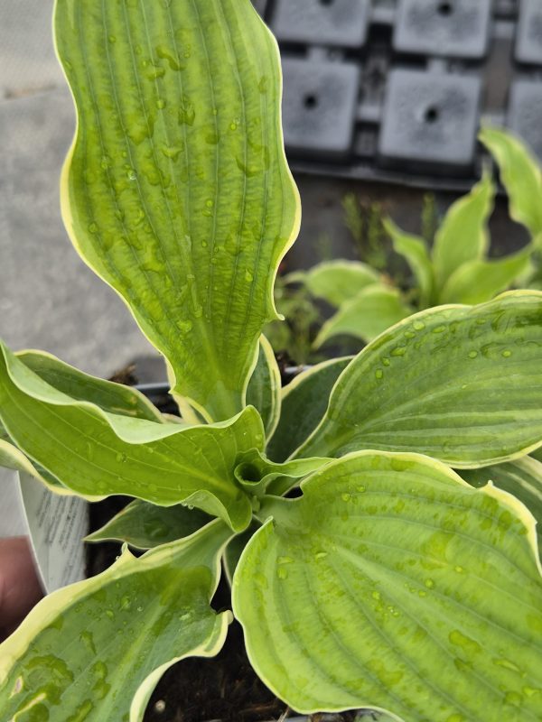 Hosta 'Hope Springs Eternal'3 Hosta 'Hope Springs Eternal'