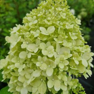 Hydrangea paniculata 'Limelight'