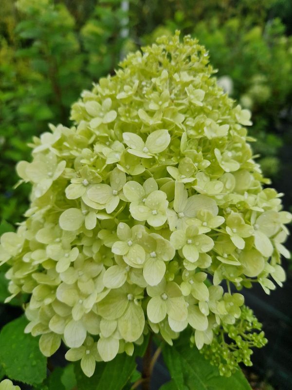 Hydrangea paniculata 'Limelight'