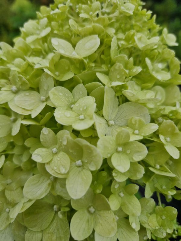 Hydrangea paniculata 'Limelight'