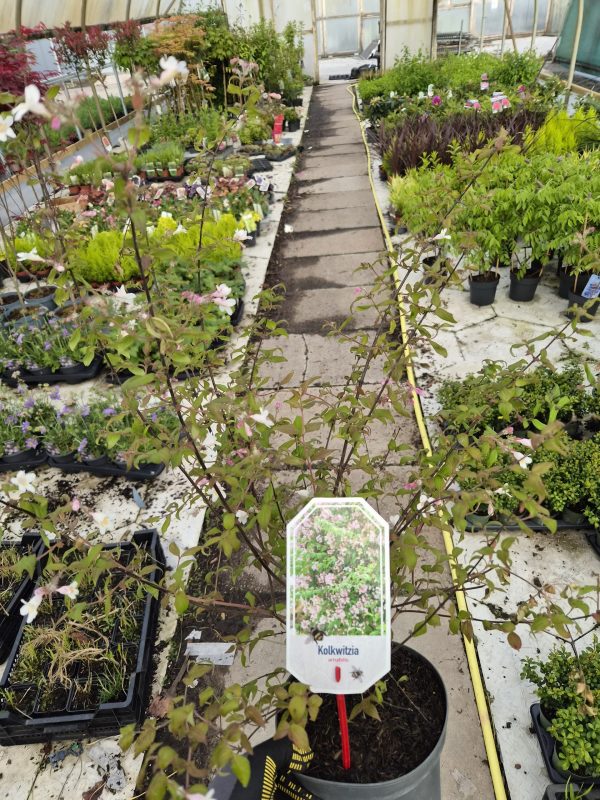 Kolkwitzia amabilis