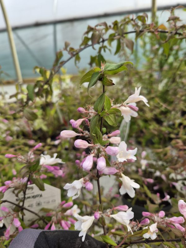 Kolkwitzia amabilis