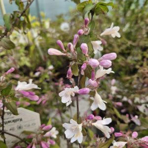 Kolkwitzia amabilis
