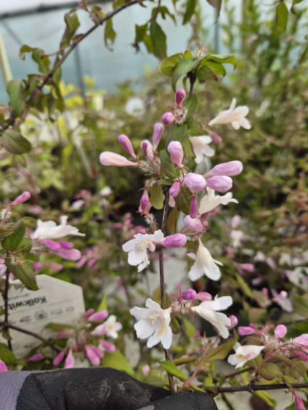 Kolkwitzia amabilis
