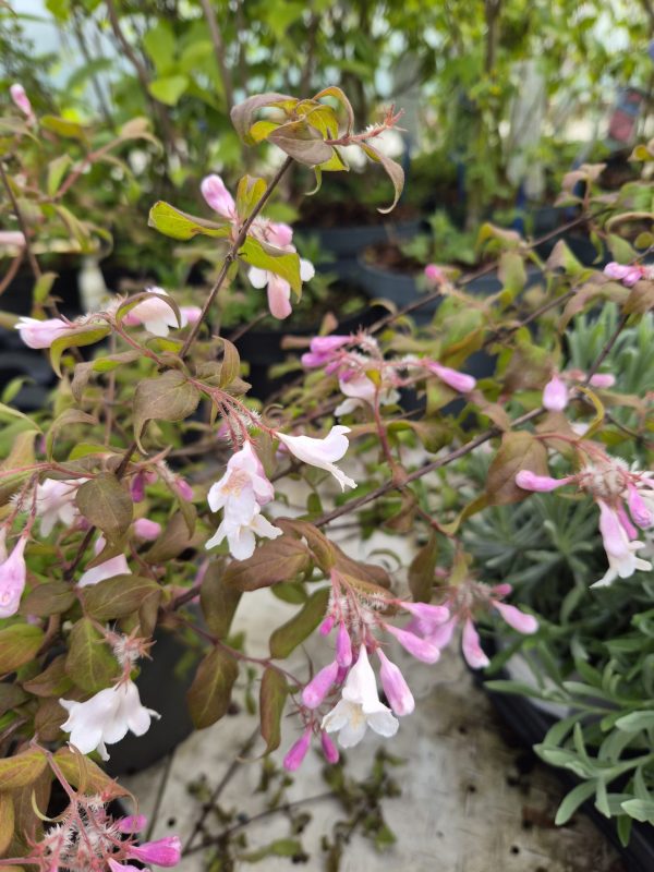 Kolkwitzia amabilis