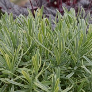 Lavandula angustifolia 'Platinum Blonde'