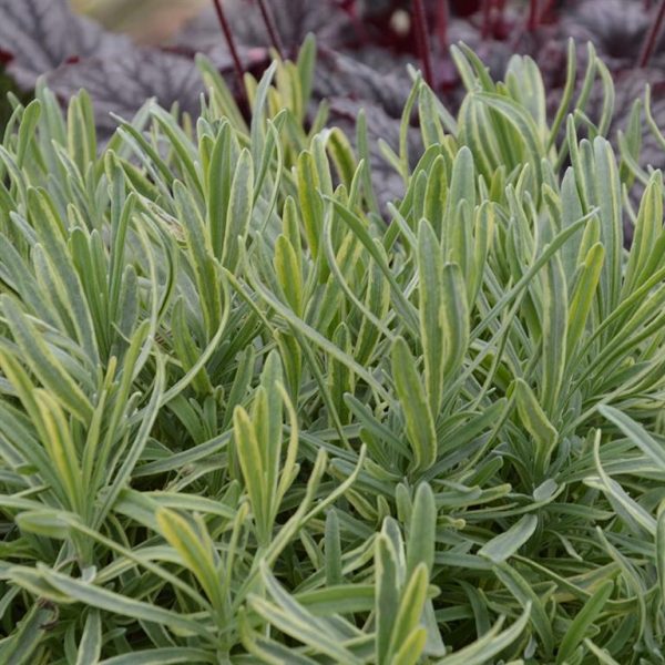 Lavandula angustifolia 'Platinum Blonde'